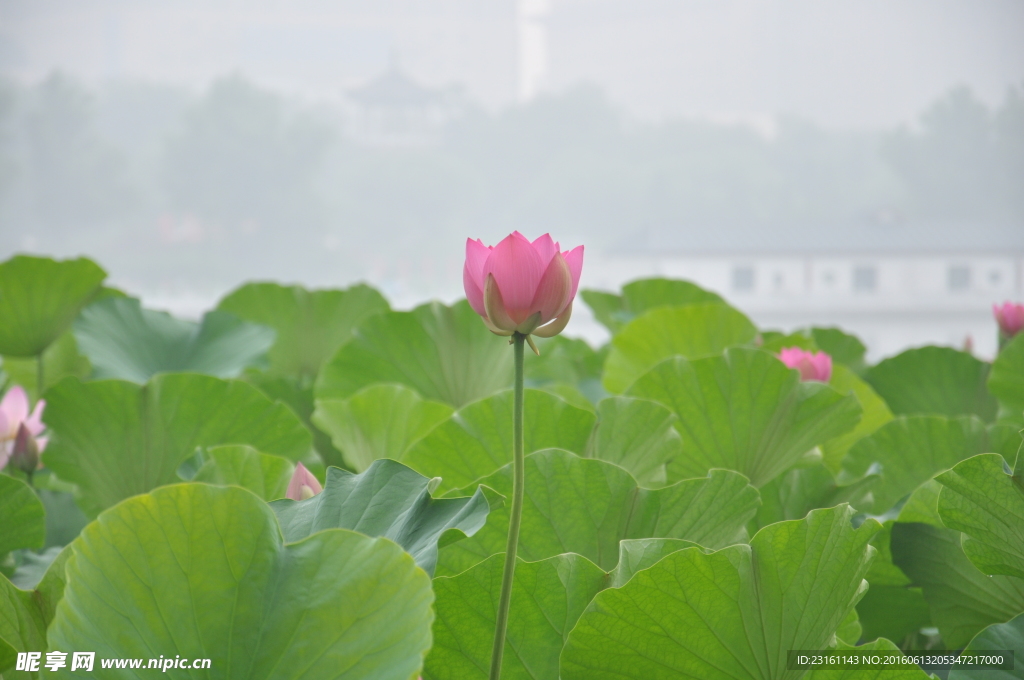 荷花