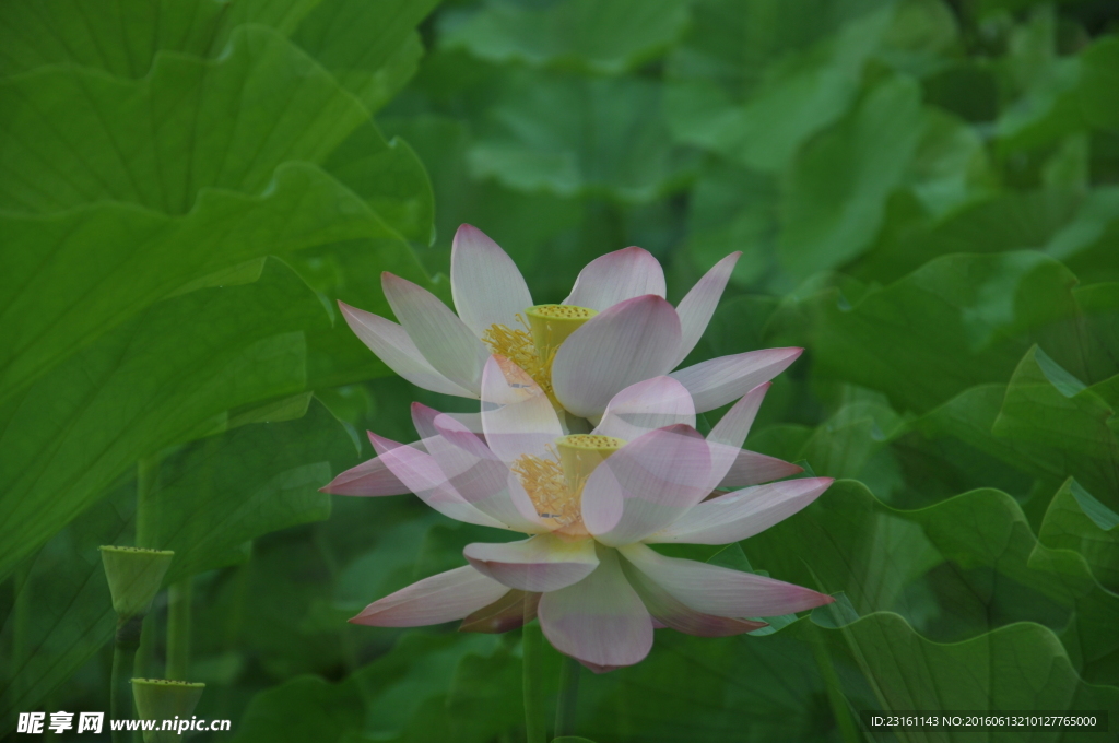 荷花