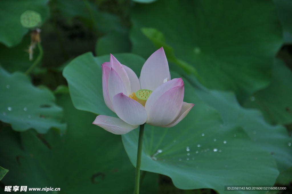 荷花