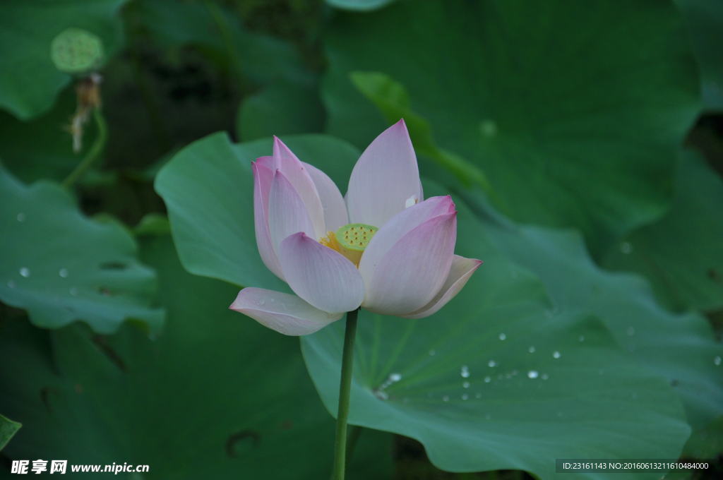 荷花