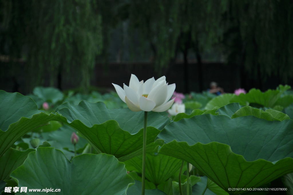 荷花
