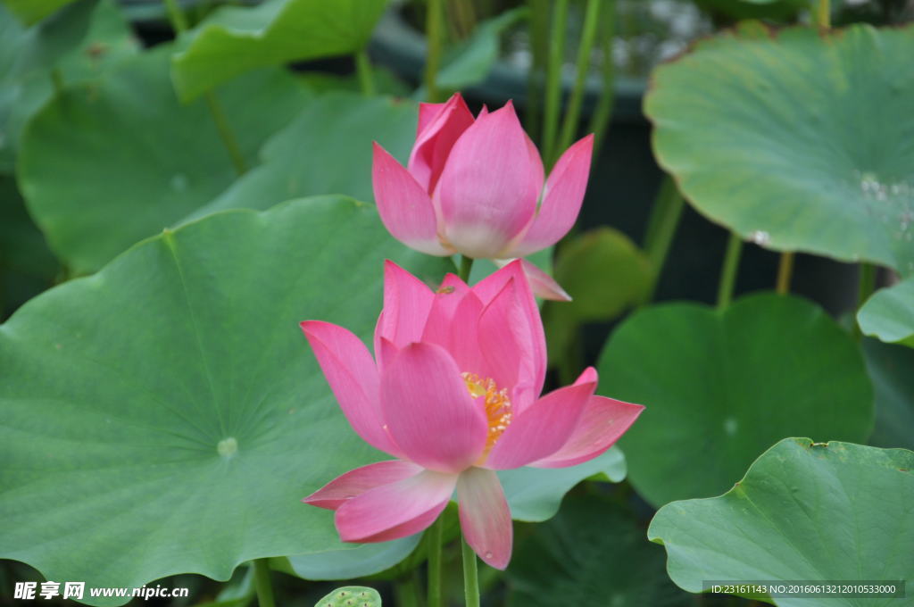荷花