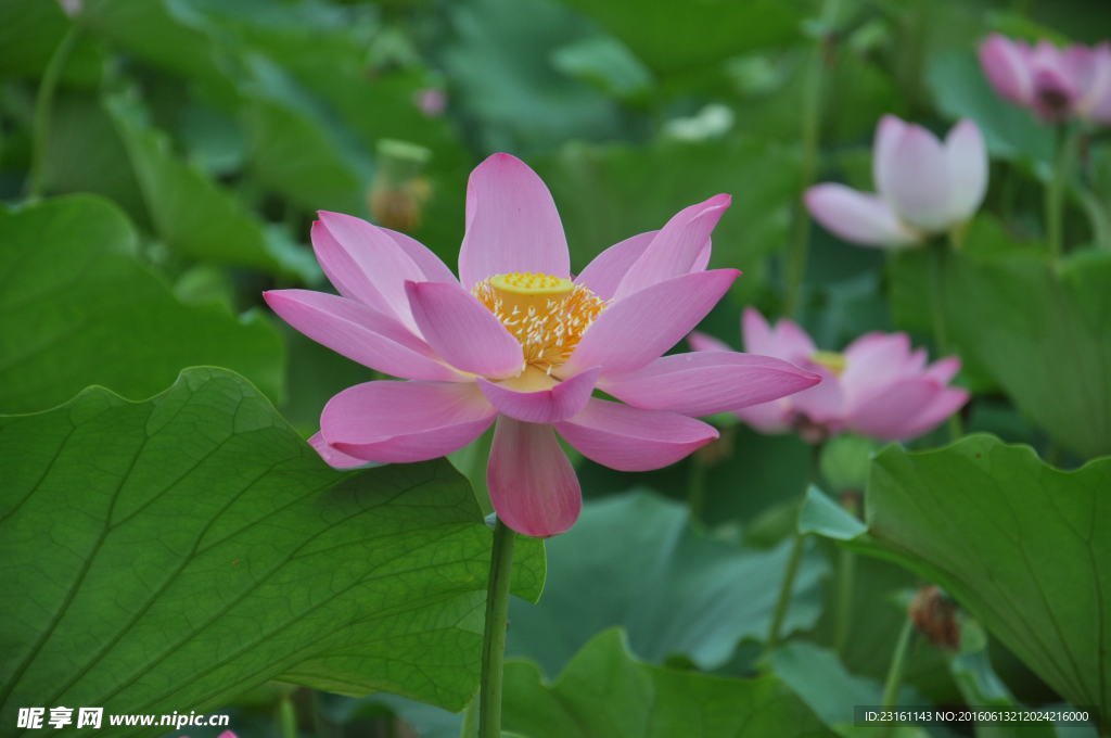 荷花