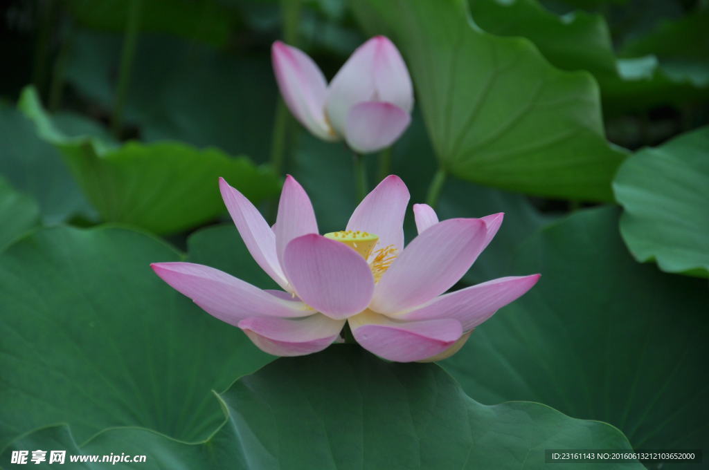 荷花