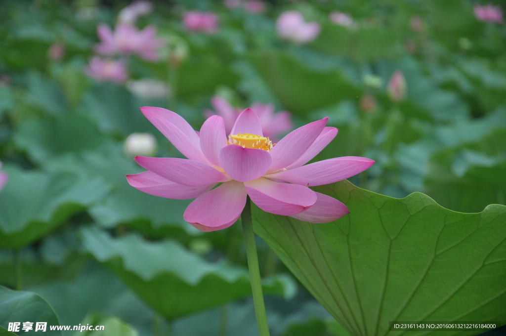荷花