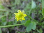 野花 黄花