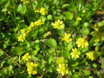 野花 黄花