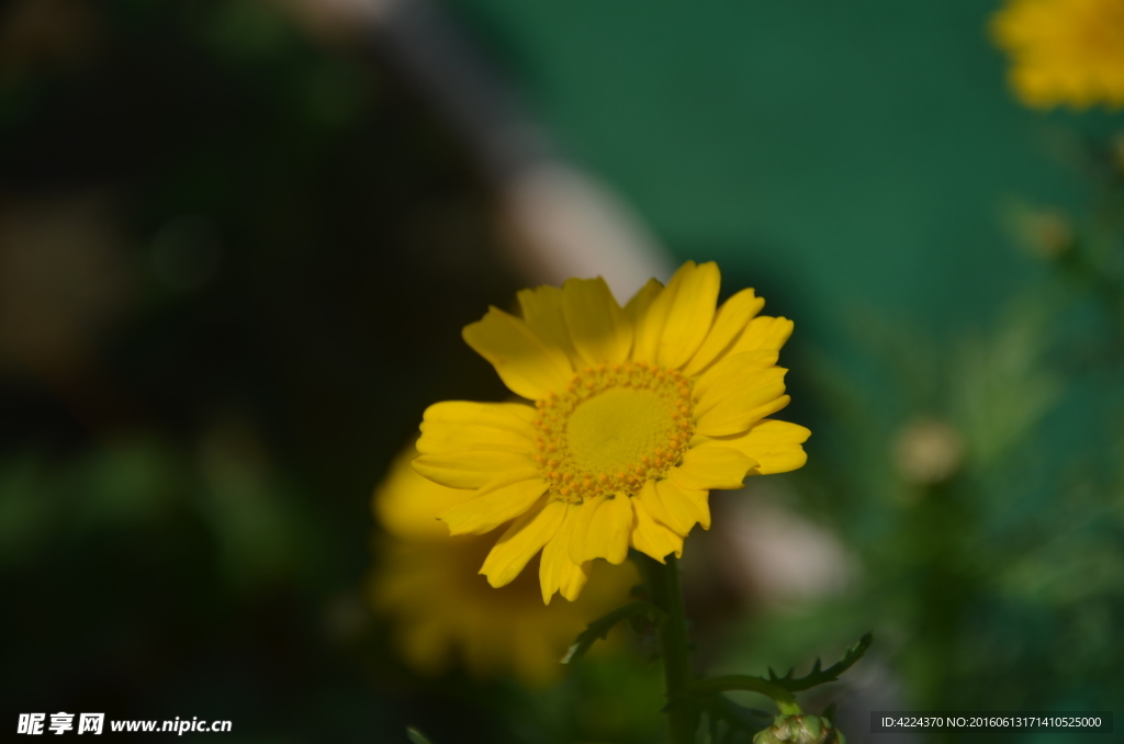 茼蒿花