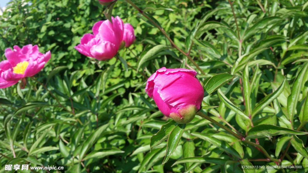 芍药花