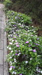 花丛