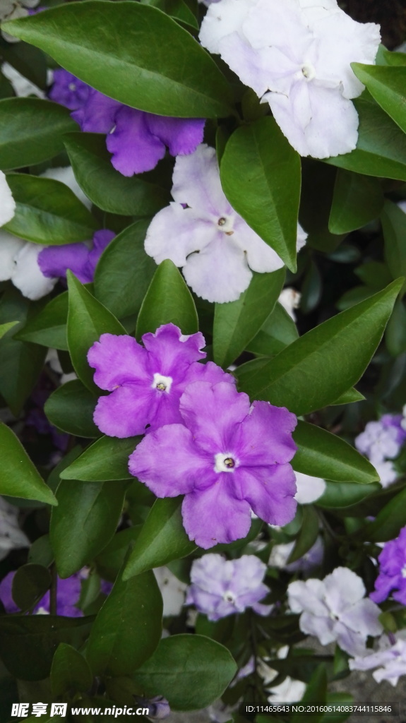 花