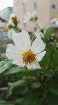 野花