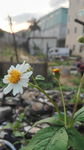 小野花