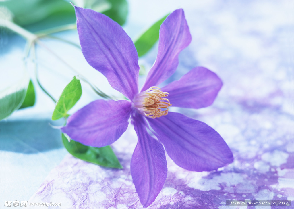 花朵摄影