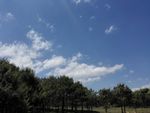 蓝天白云松树林