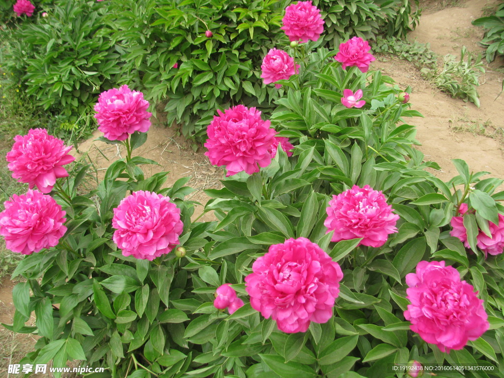 芍药