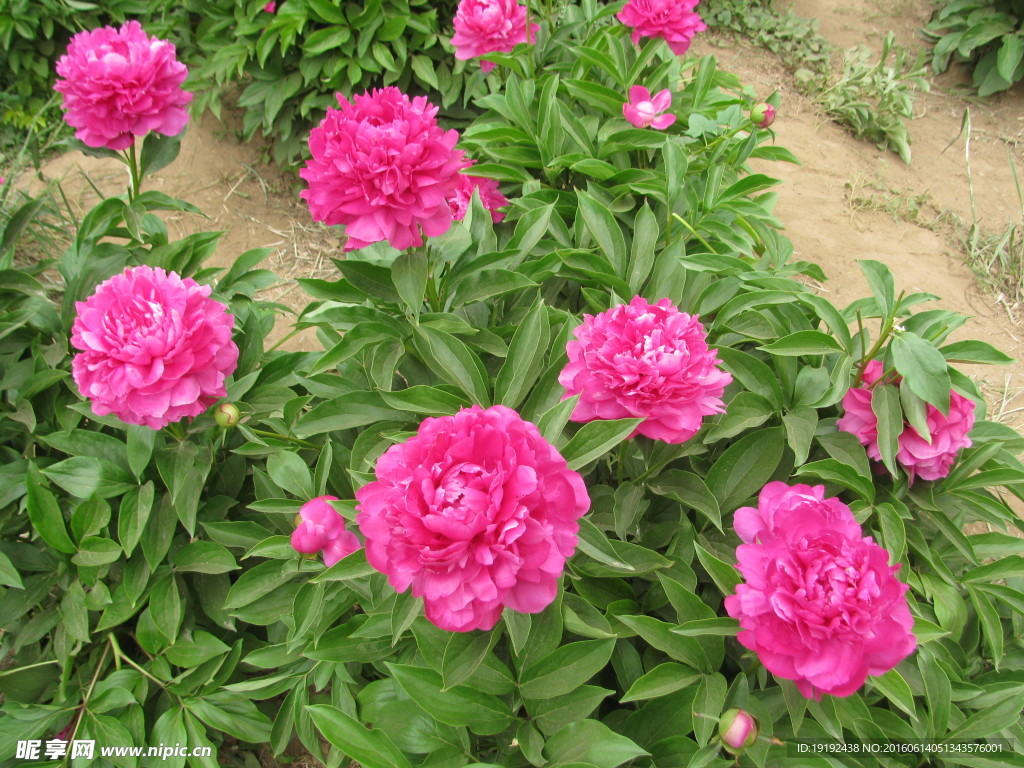 芍药