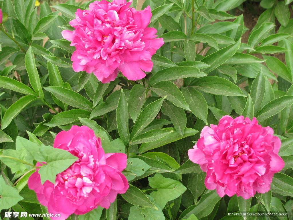 芍药