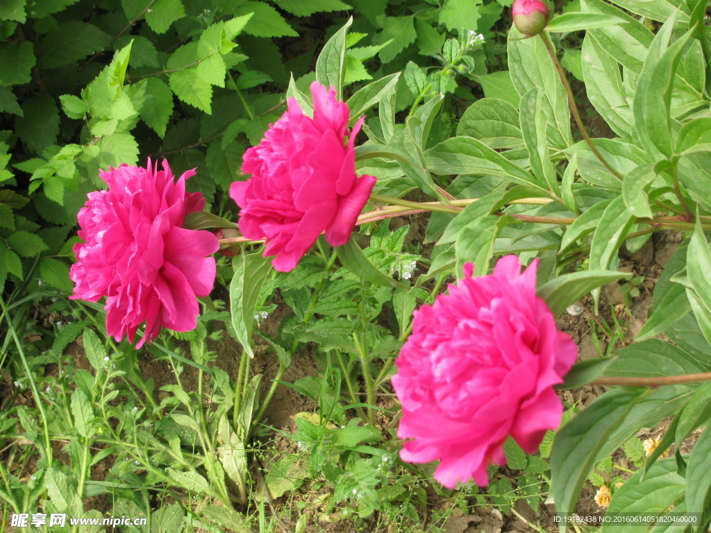 芍药