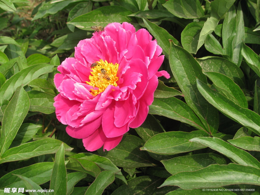 芍药