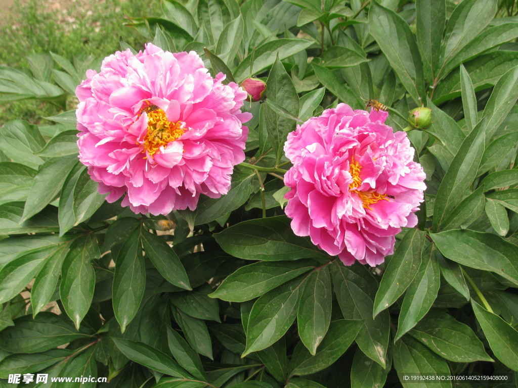 芍药