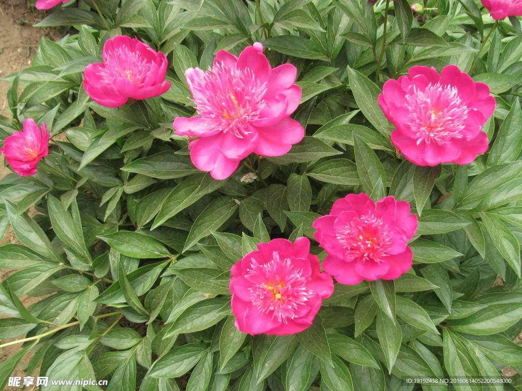 芍药