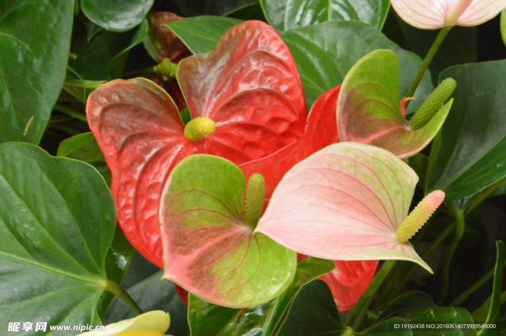 火鹤花
