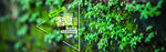 夏季海报背景 绿色banner