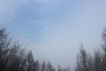 白桦林的蓝天
