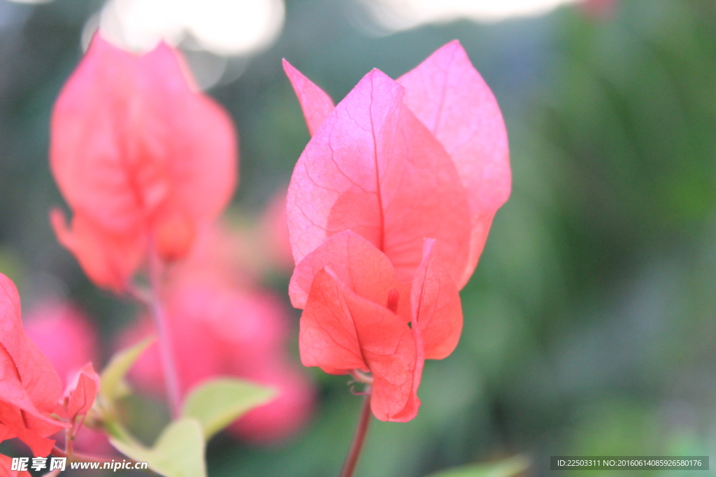 杜鹃花