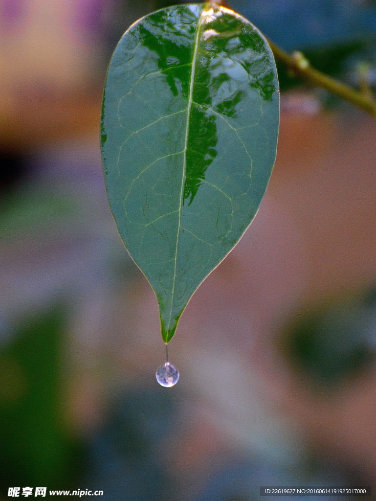 叶子水滴