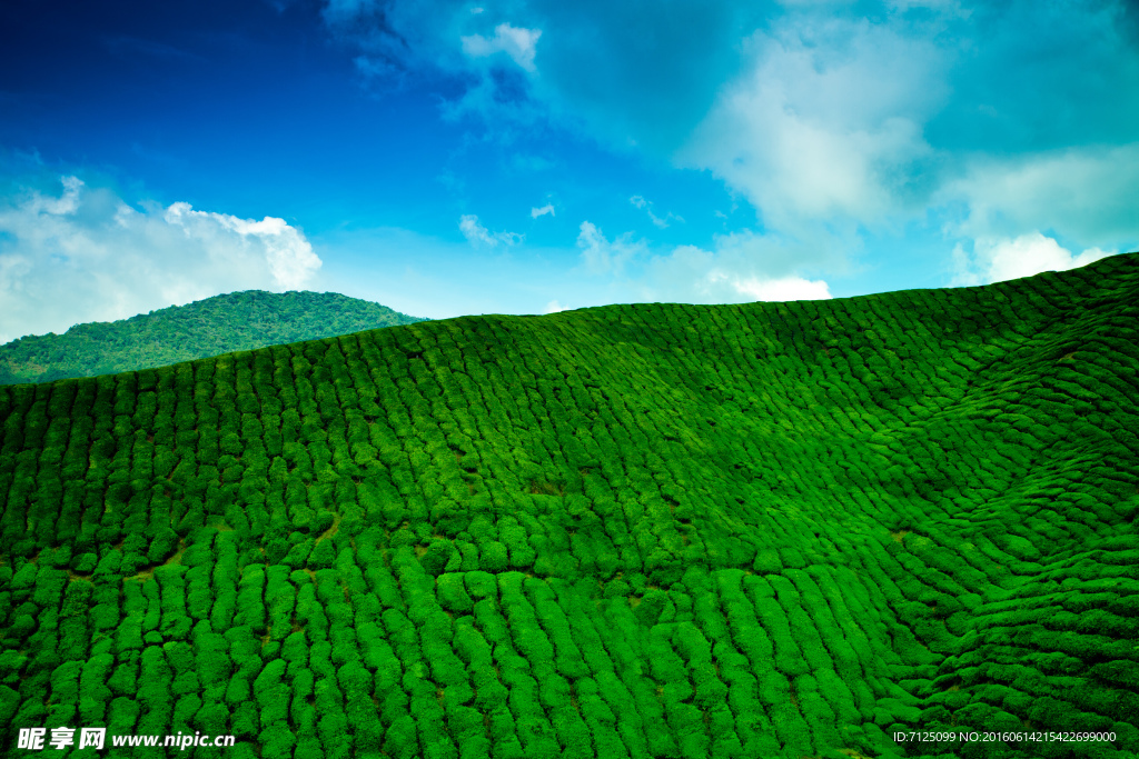 茶山