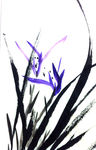 兰花   聚马凉石   国画