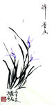 兰花   聚马凉石   国画