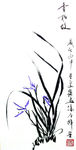 兰花   聚马凉石   国画