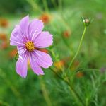 格桑花