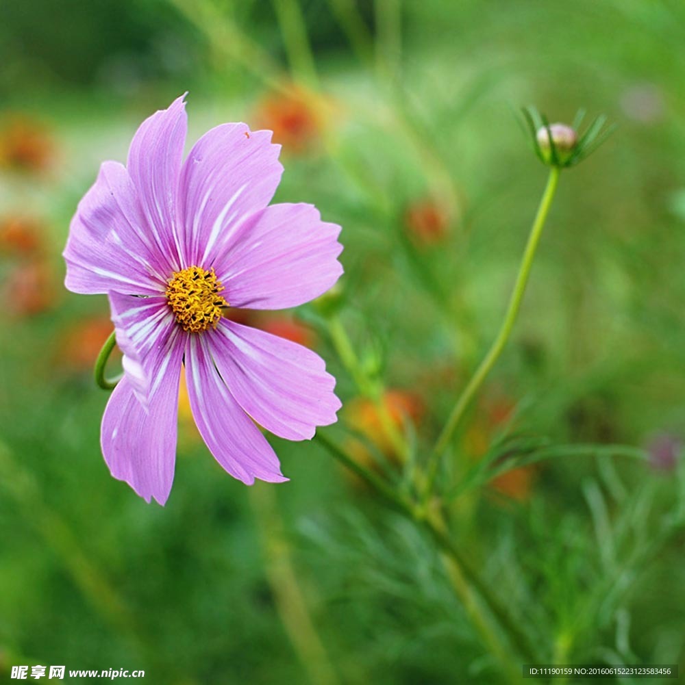 格桑花