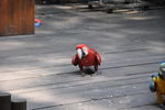 鹦鹉