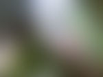 模糊光晕