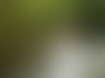 模糊光晕
