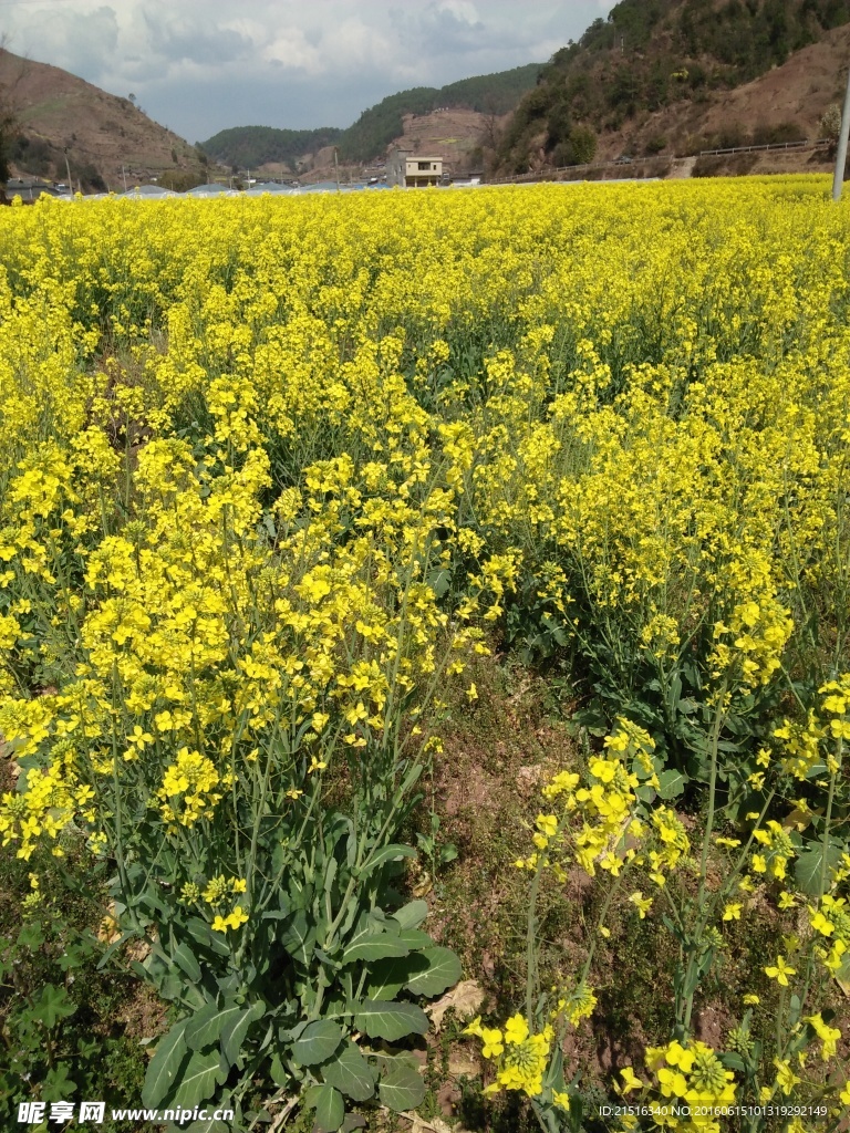 油菜花图片
