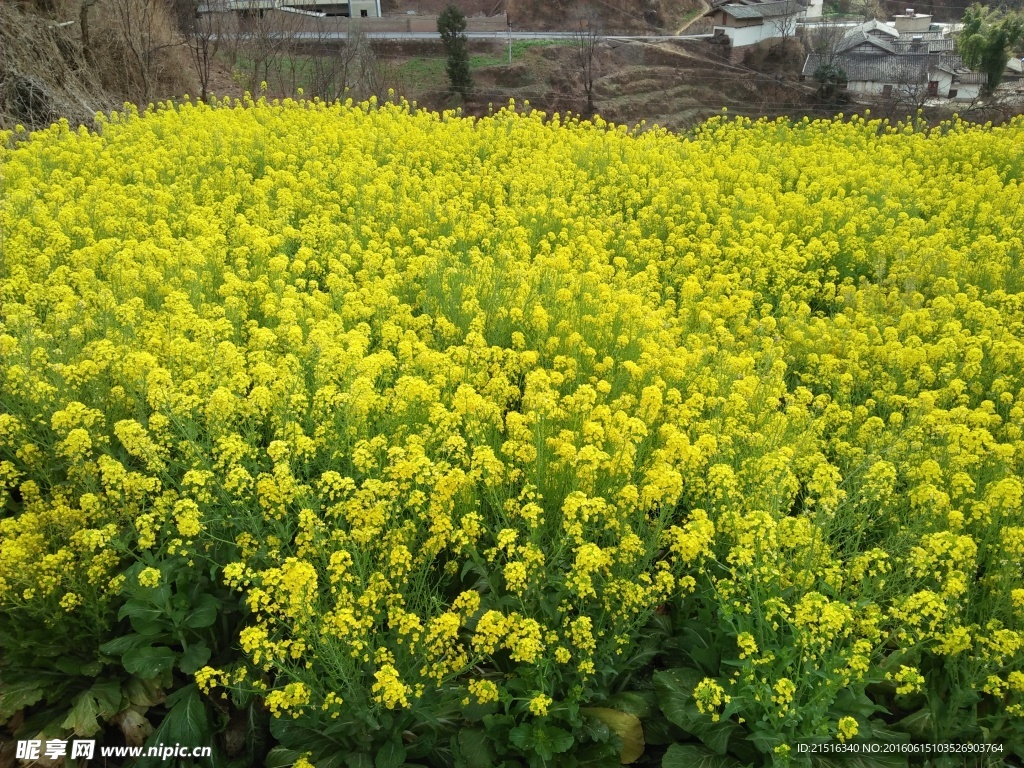 油菜花图片