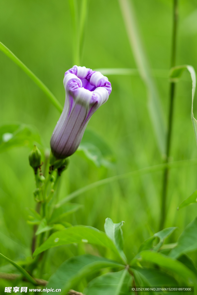 牵牛花