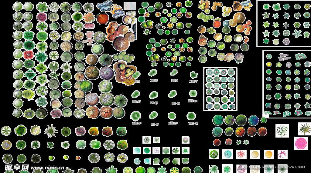 园林植物平面素材彩图