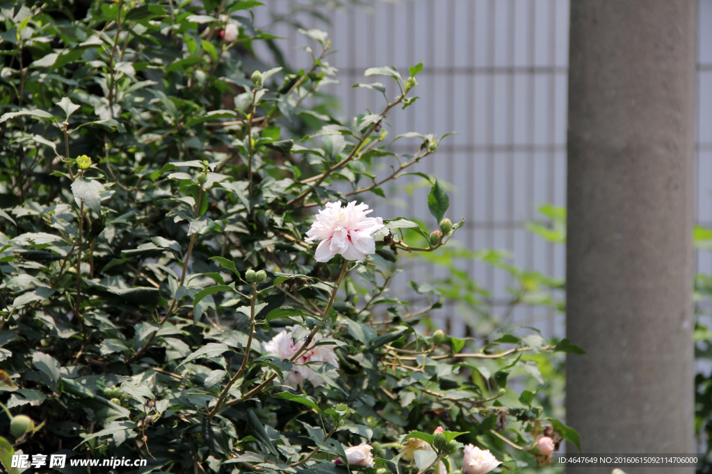 粉红花朵