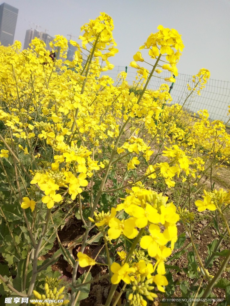 金黄色油菜花