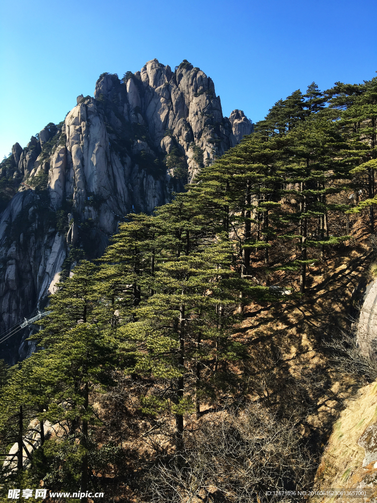 黄山松树