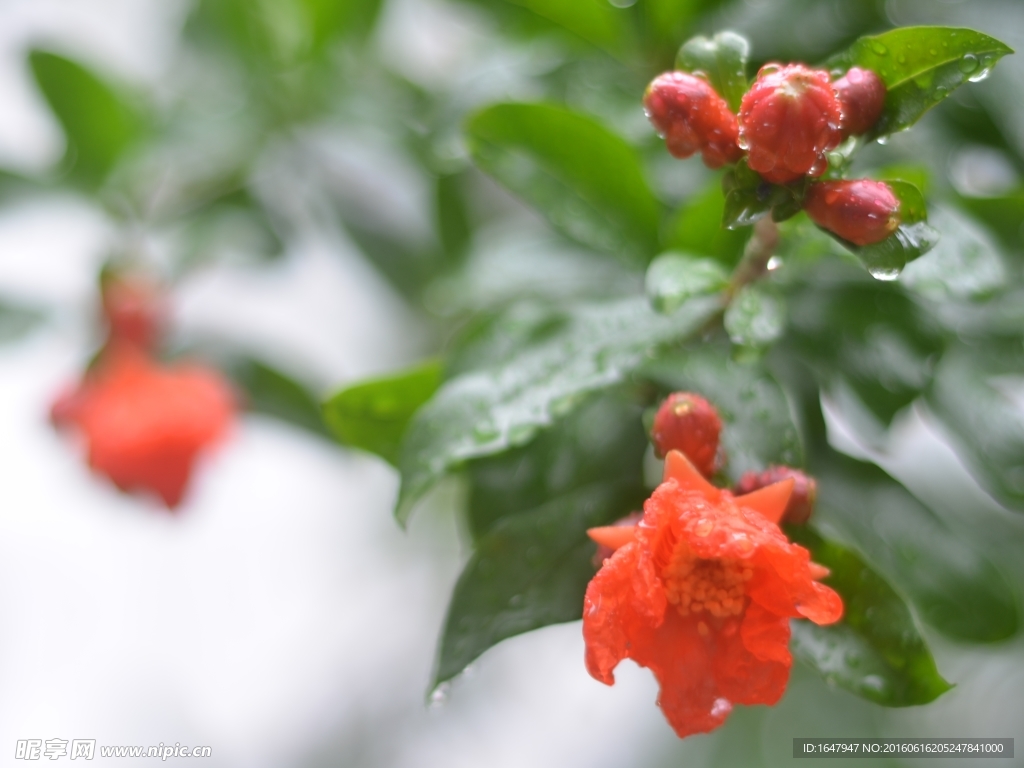 石榴花开