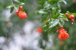 石榴花开