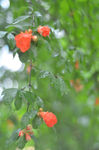 石榴花开